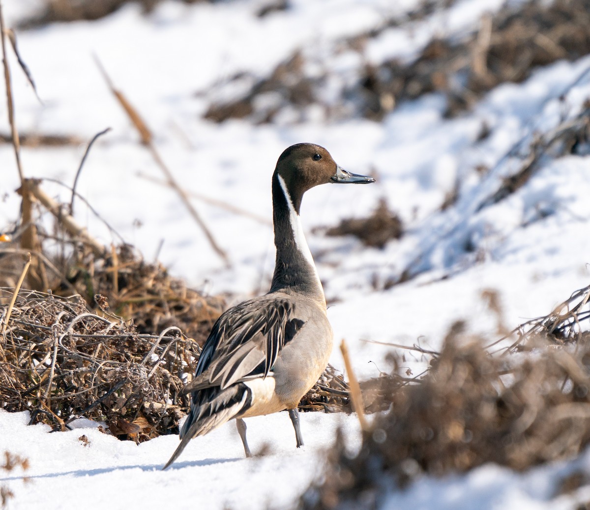 Northern Pintail - ML630532337
