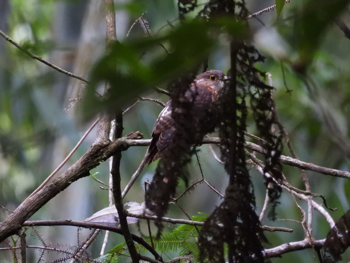 Philippine Hawk-Cuckoo - ML630532403