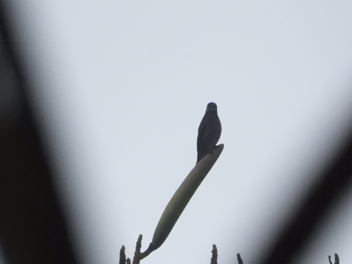 Whiskered Flowerpecker - ML630532416