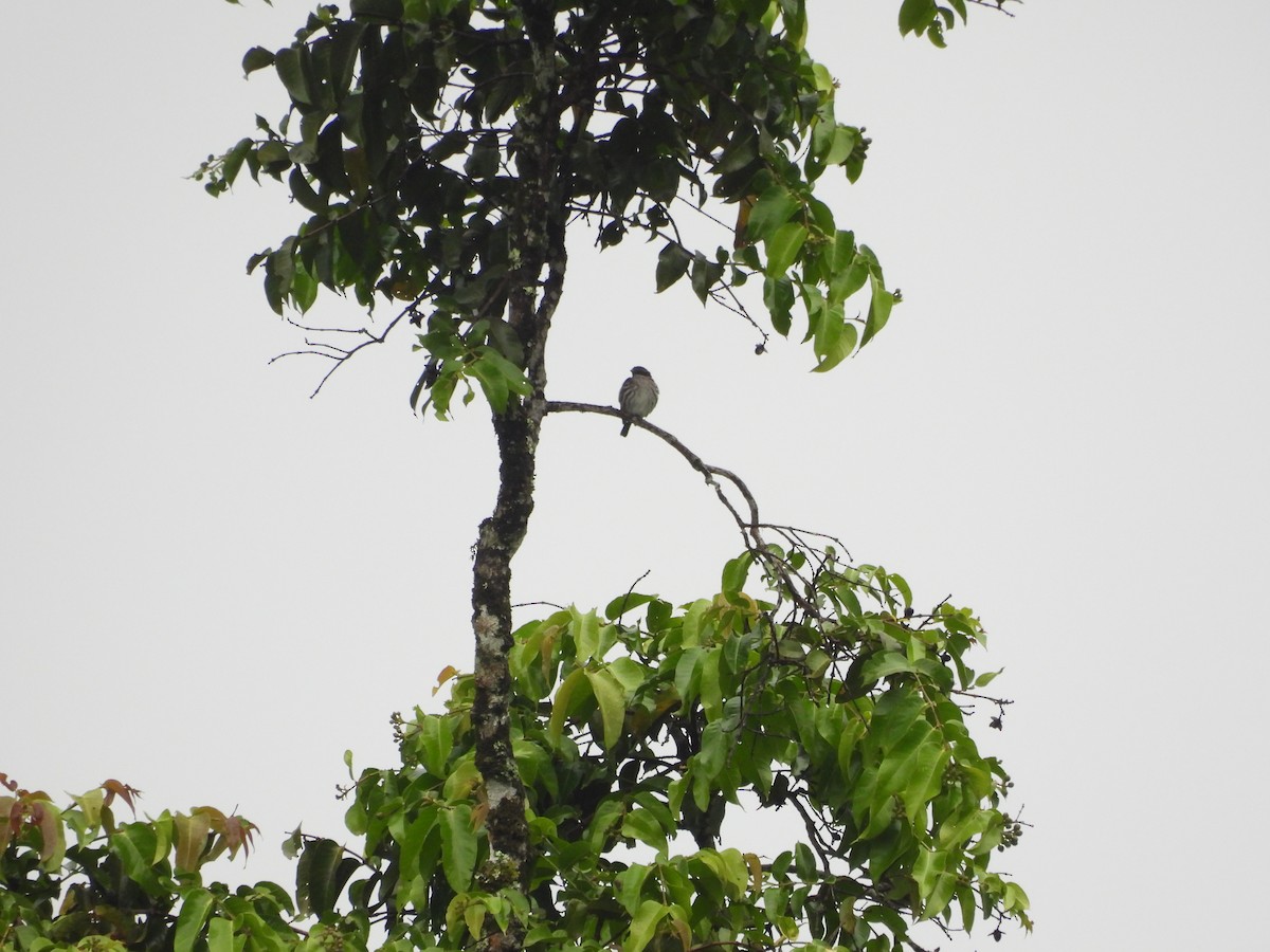 Stripe-breasted Rhabdornis - ML630532458