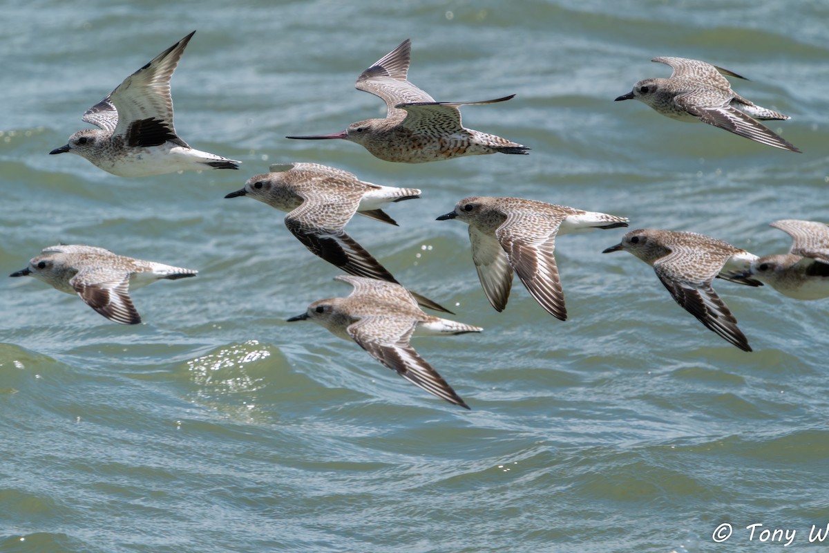 Bar-tailed Godwit - ML630532466