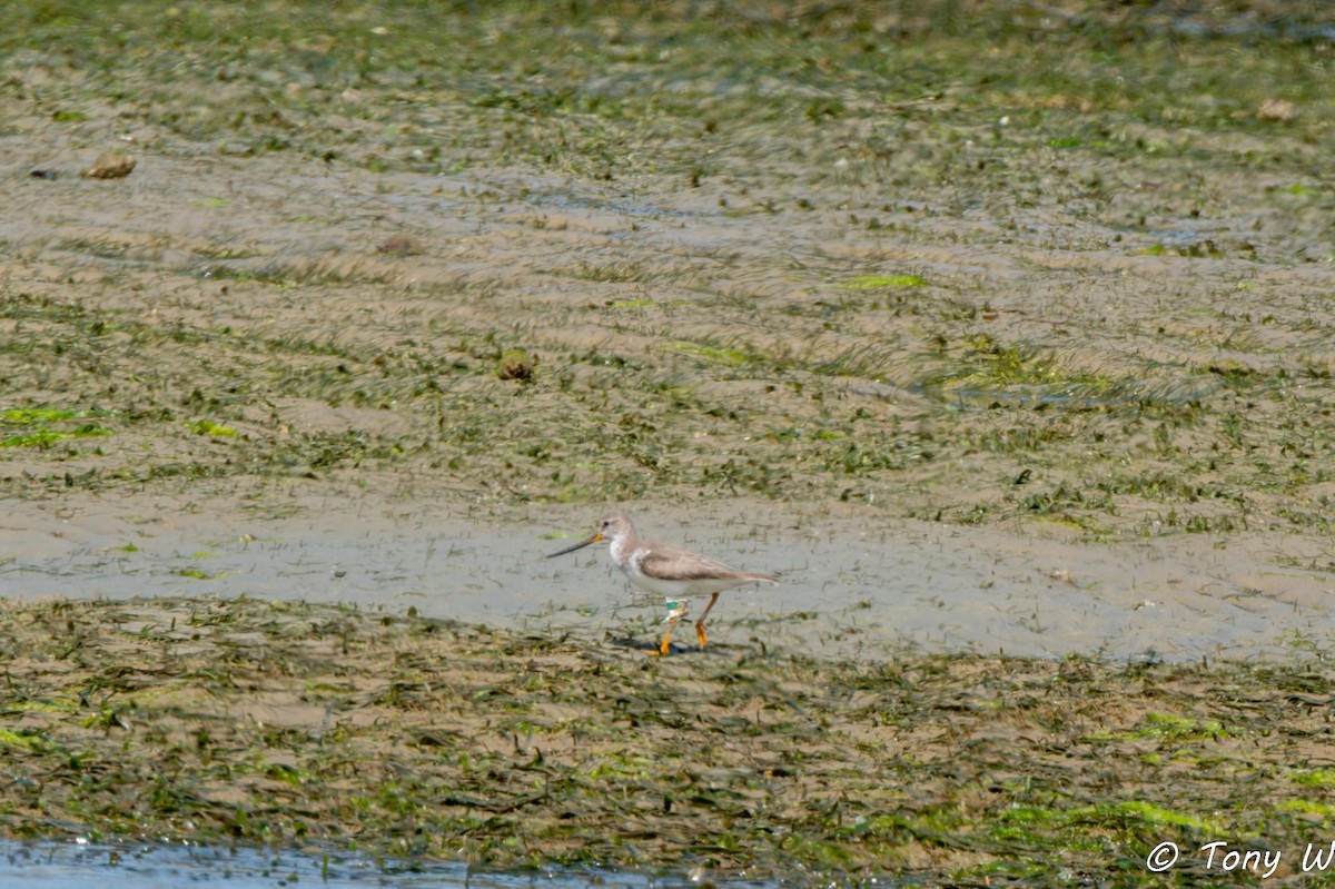Terek Sandpiper - ML630532472