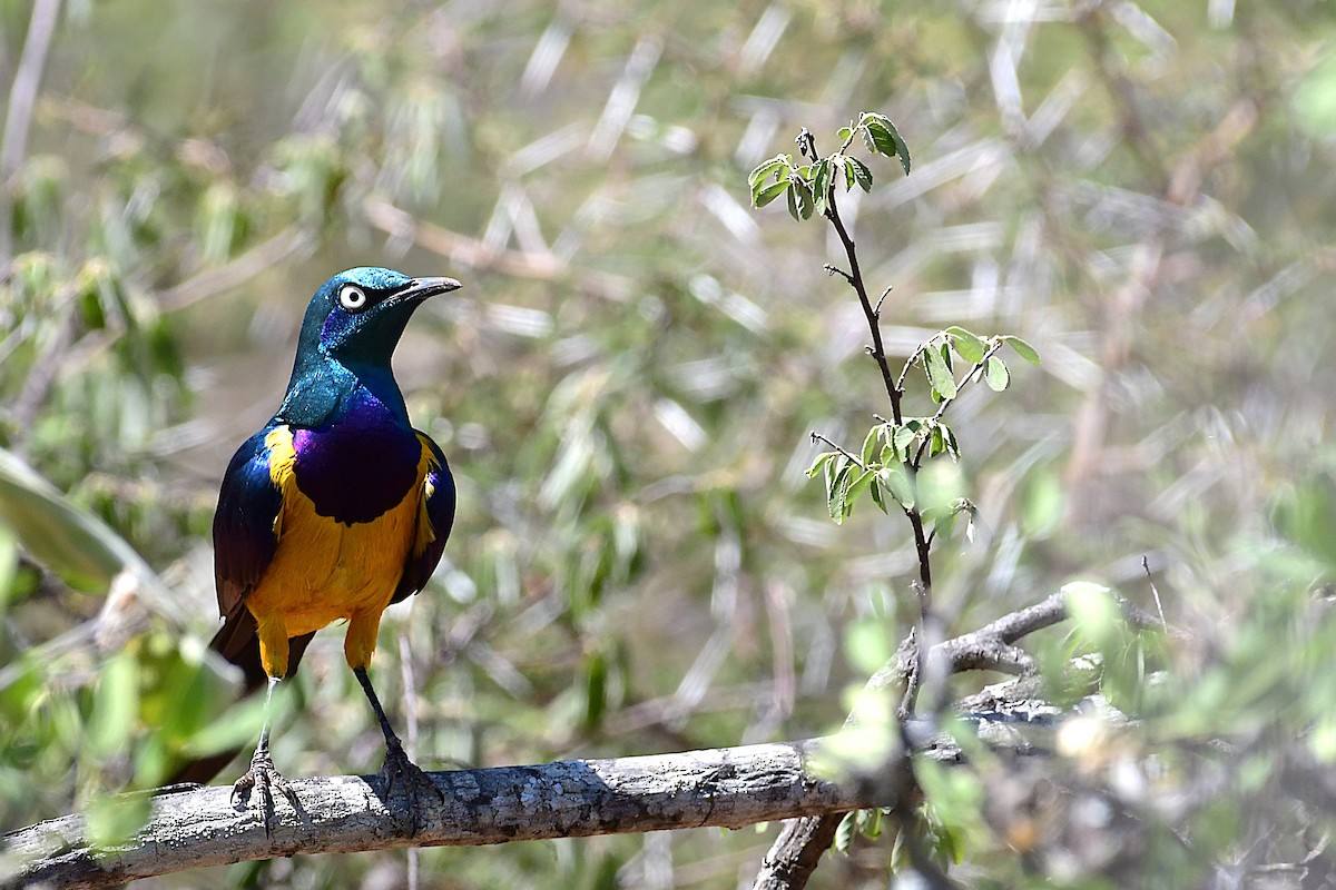 Golden-breasted Starling - ML630532485