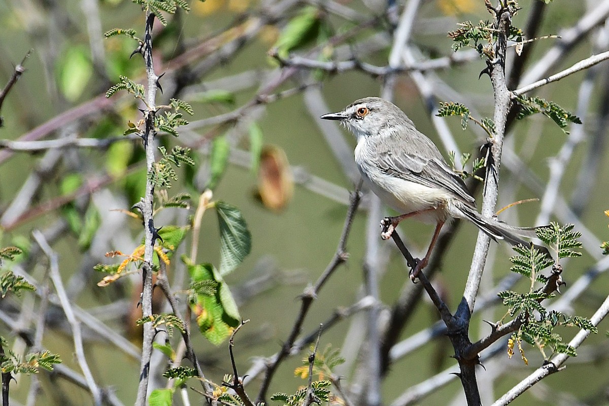 Pale Prinia - ML630532566