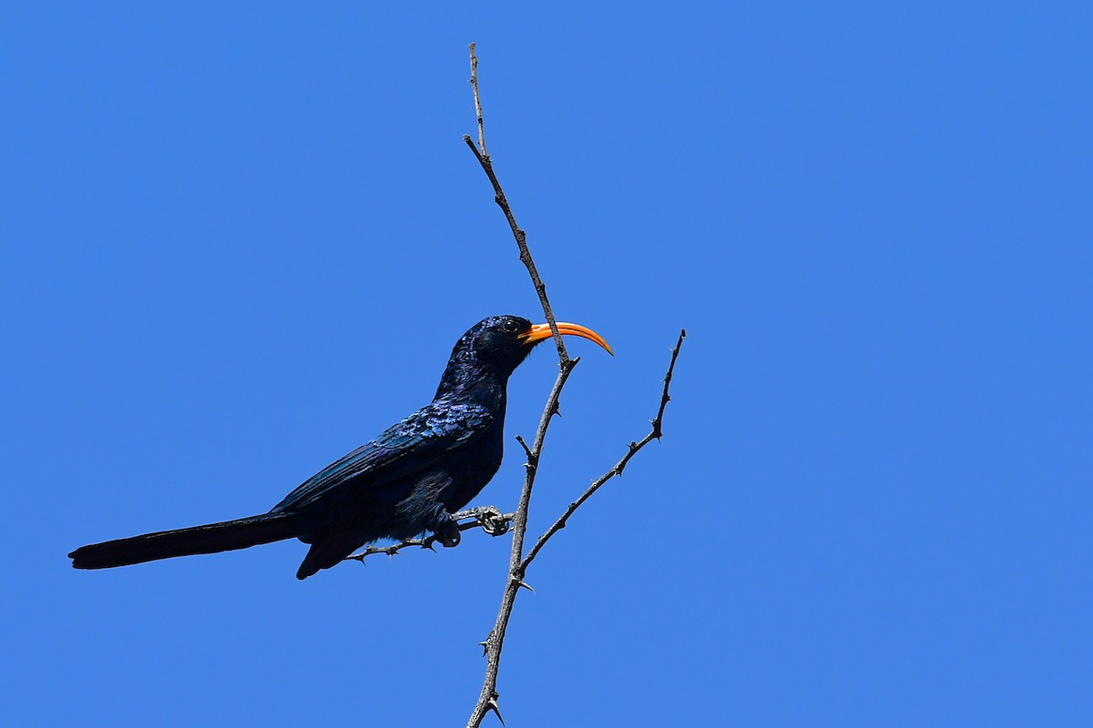 Abyssinian Scimitarbill - ML630532601