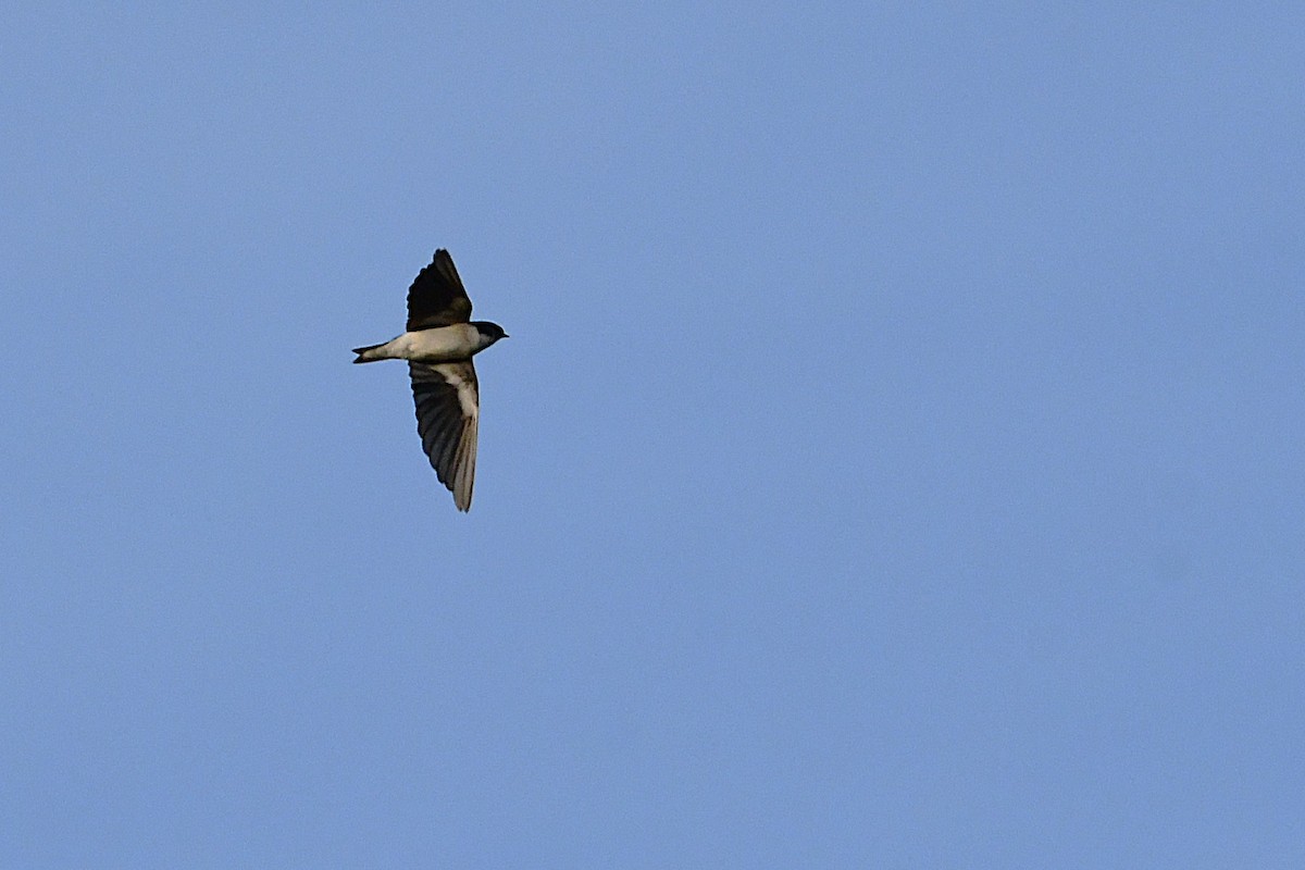 White-tailed Swallow - ML630532648