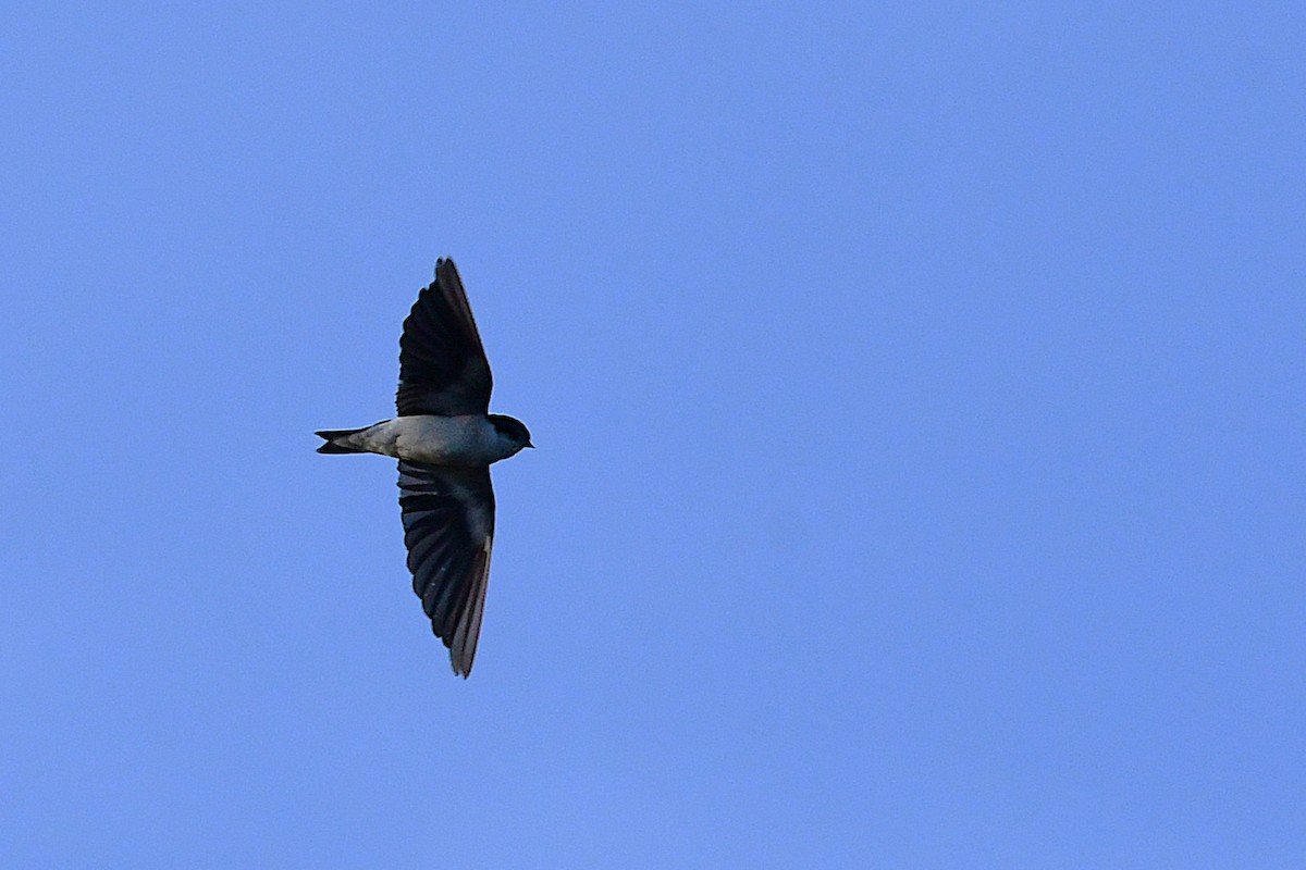 White-tailed Swallow - ML630532649