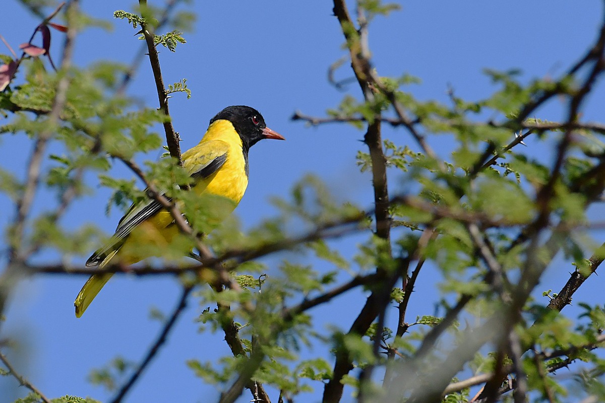 Ethiopian Black-headed Oriole - ML630532742