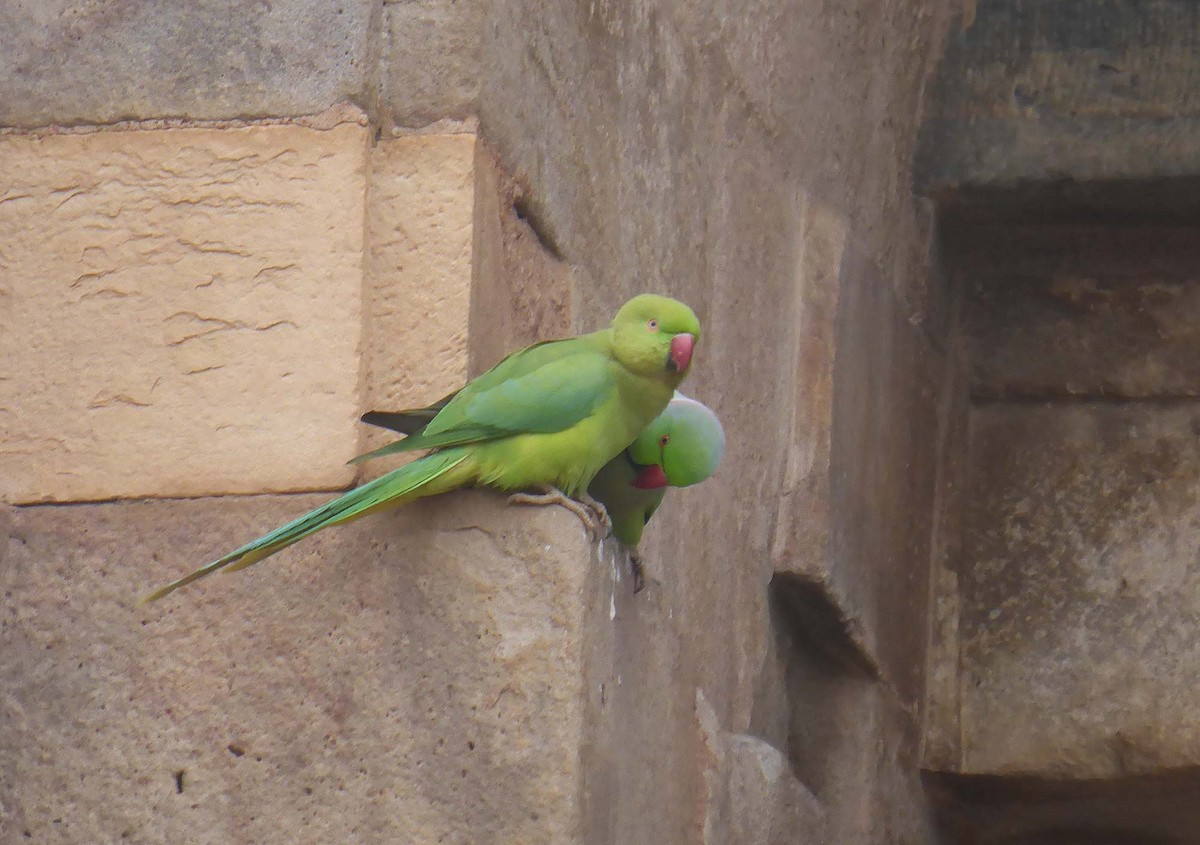 Rose-ringed Parakeet - ML630532845