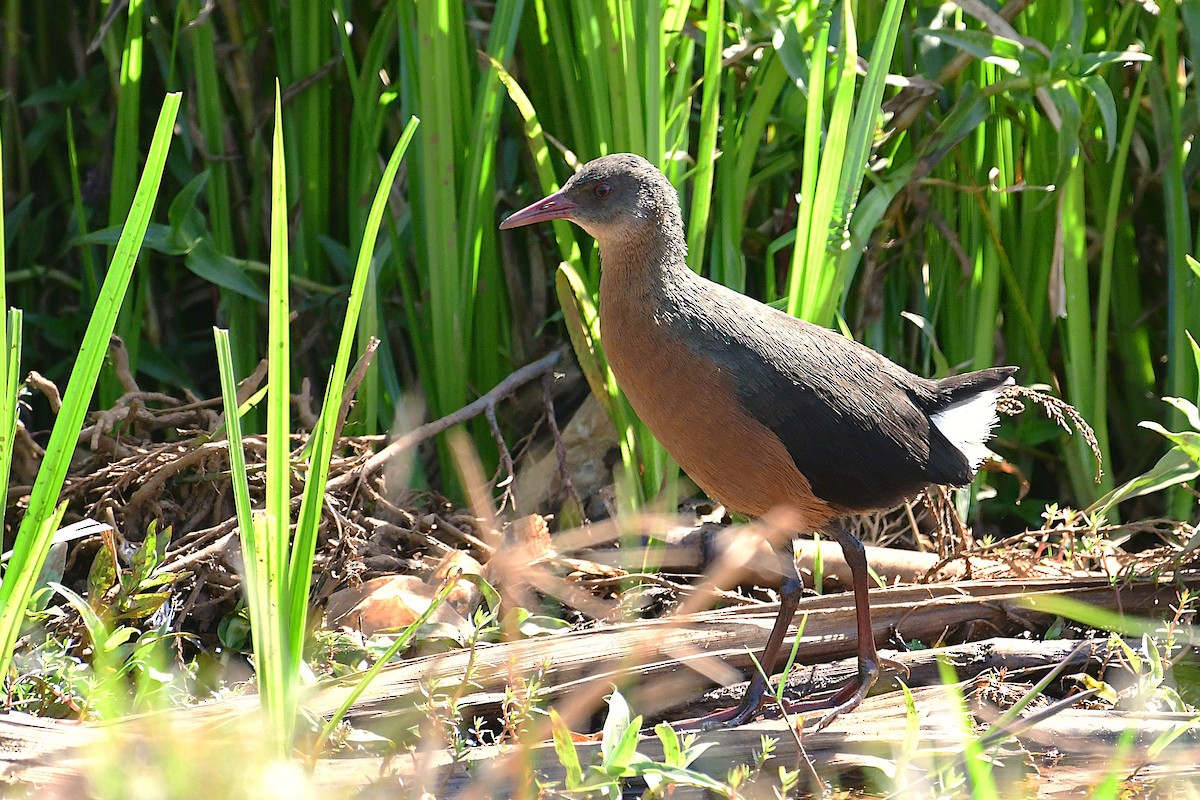 Rouget's Rail - ML630532869