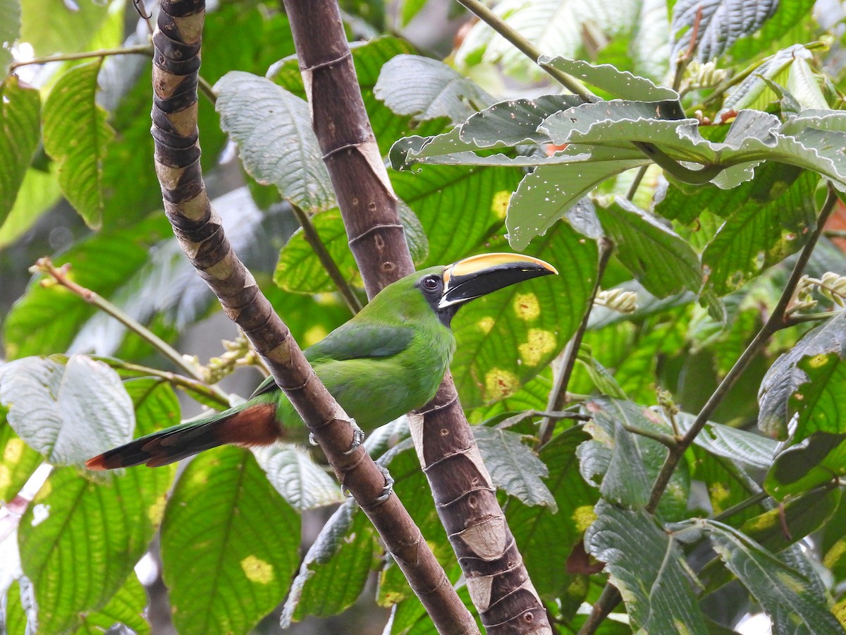 Southern Emerald-Toucanet (Black-throated) - ML630532948