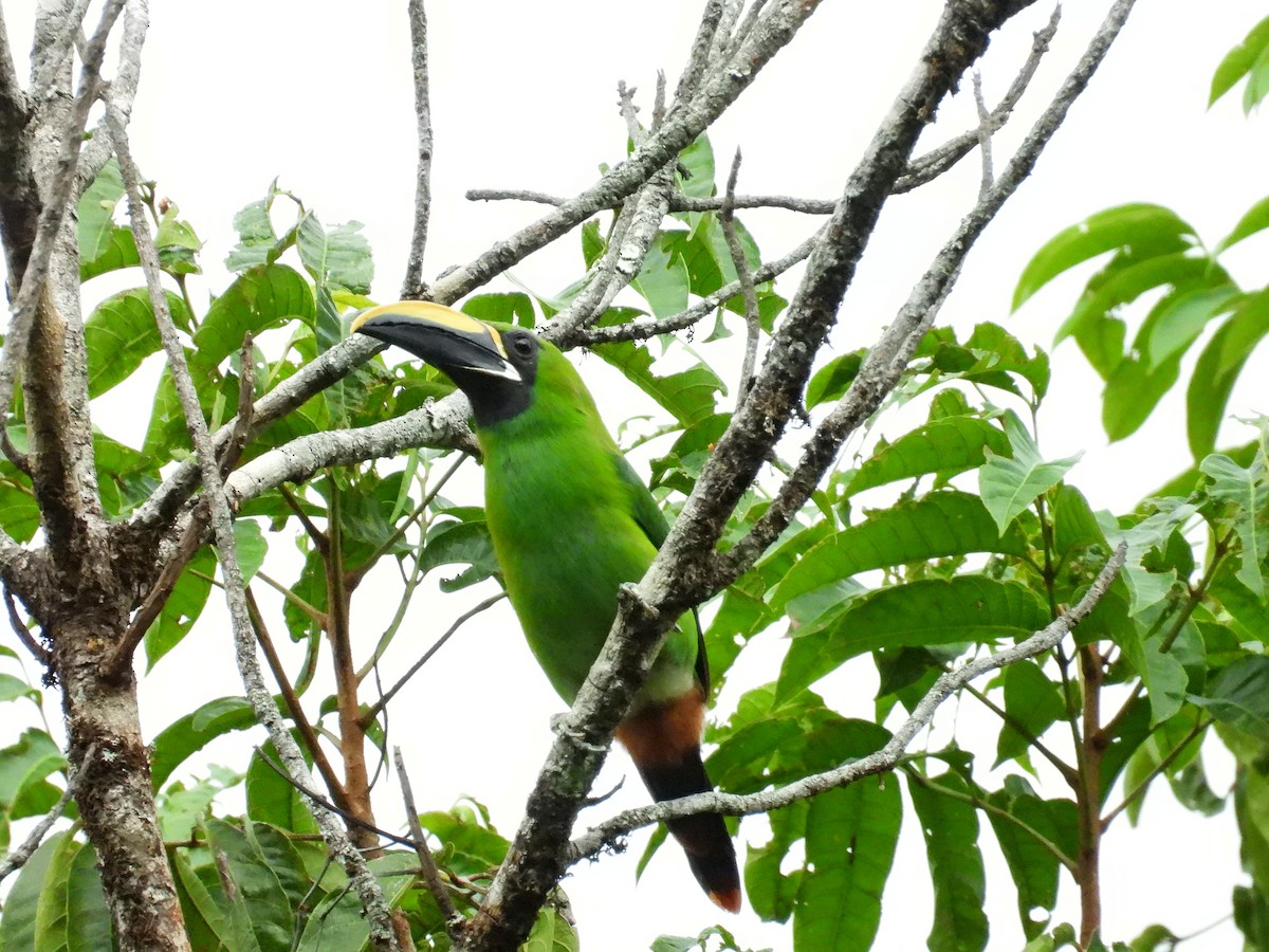 Southern Emerald-Toucanet (Black-throated) - ML630532949