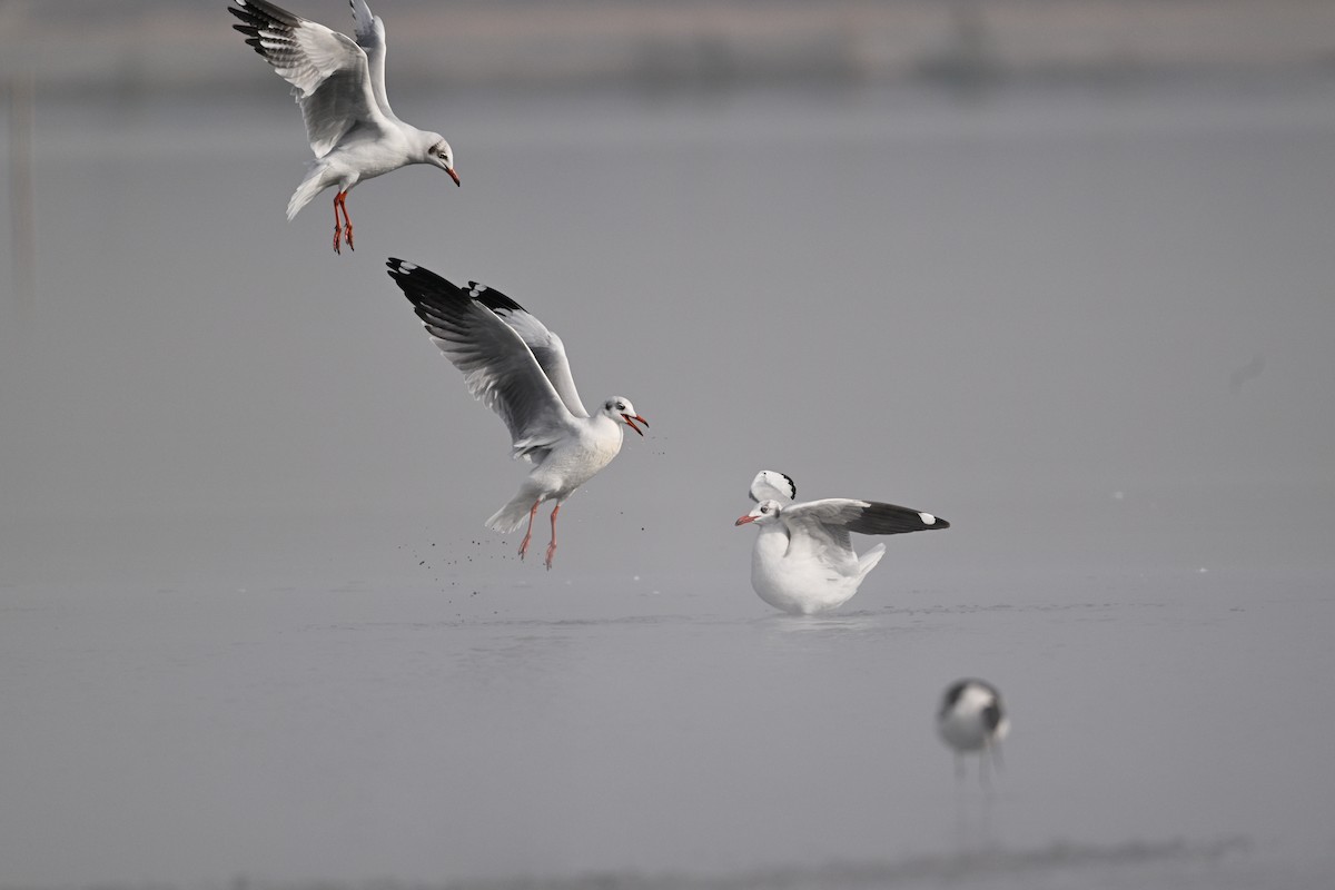 Brown-headed Gull - ML630532973