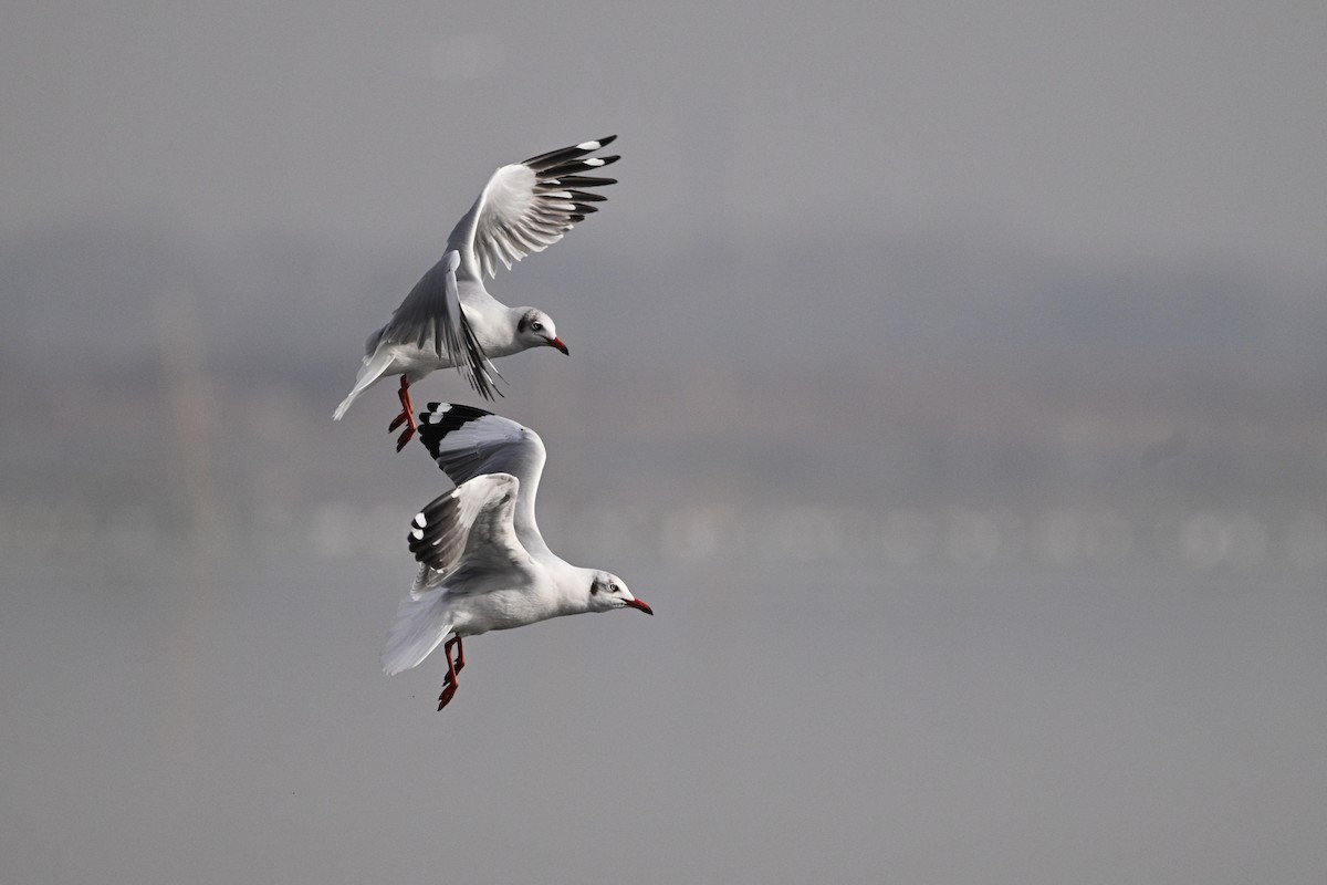 Brown-headed Gull - ML630532976