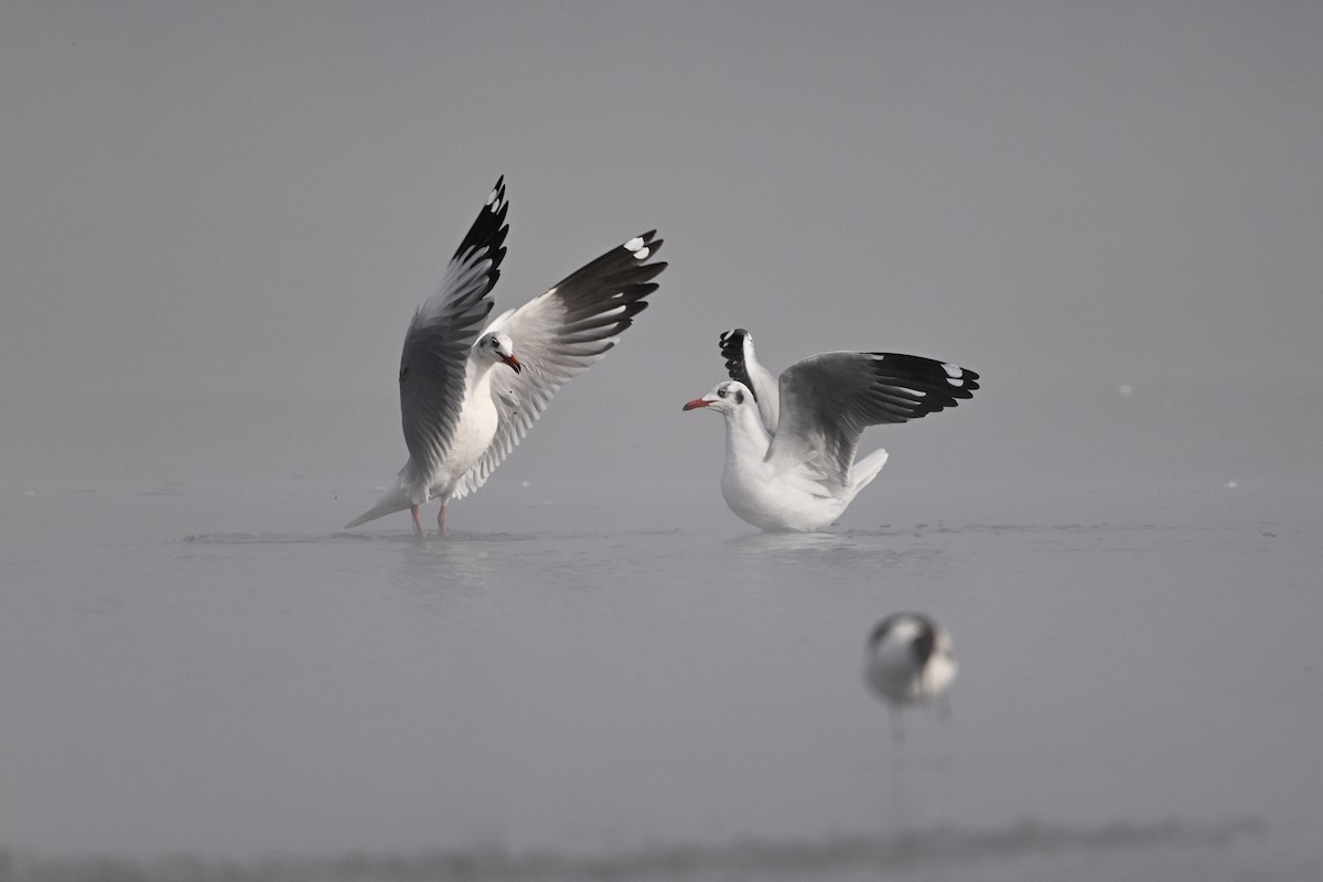 Brown-headed Gull - ML630532977