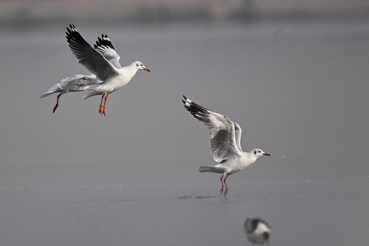 Brown-headed Gull - ML630532978