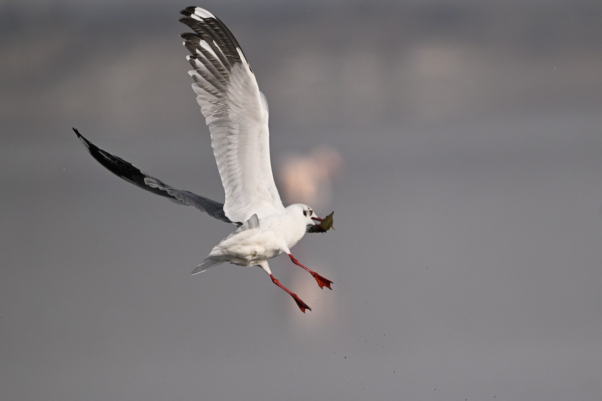 Brown-headed Gull - ML630532979