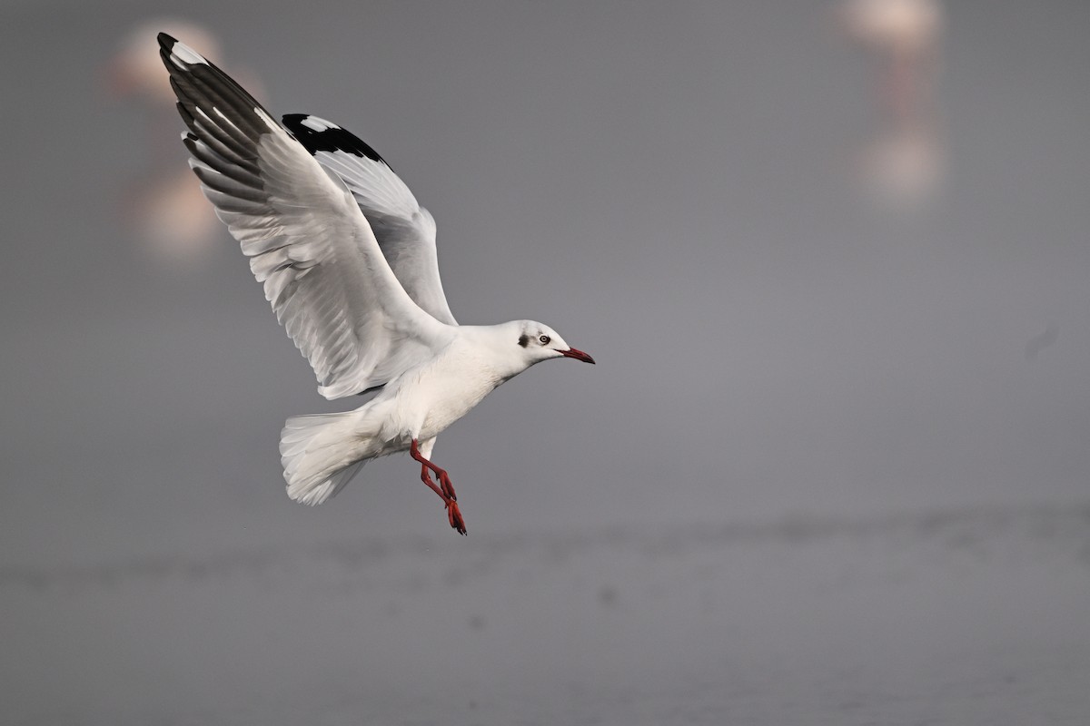 Brown-headed Gull - ML630532981