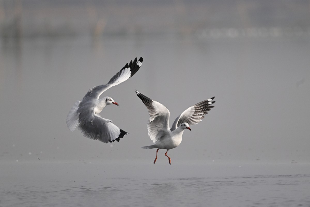Brown-headed Gull - ML630532982