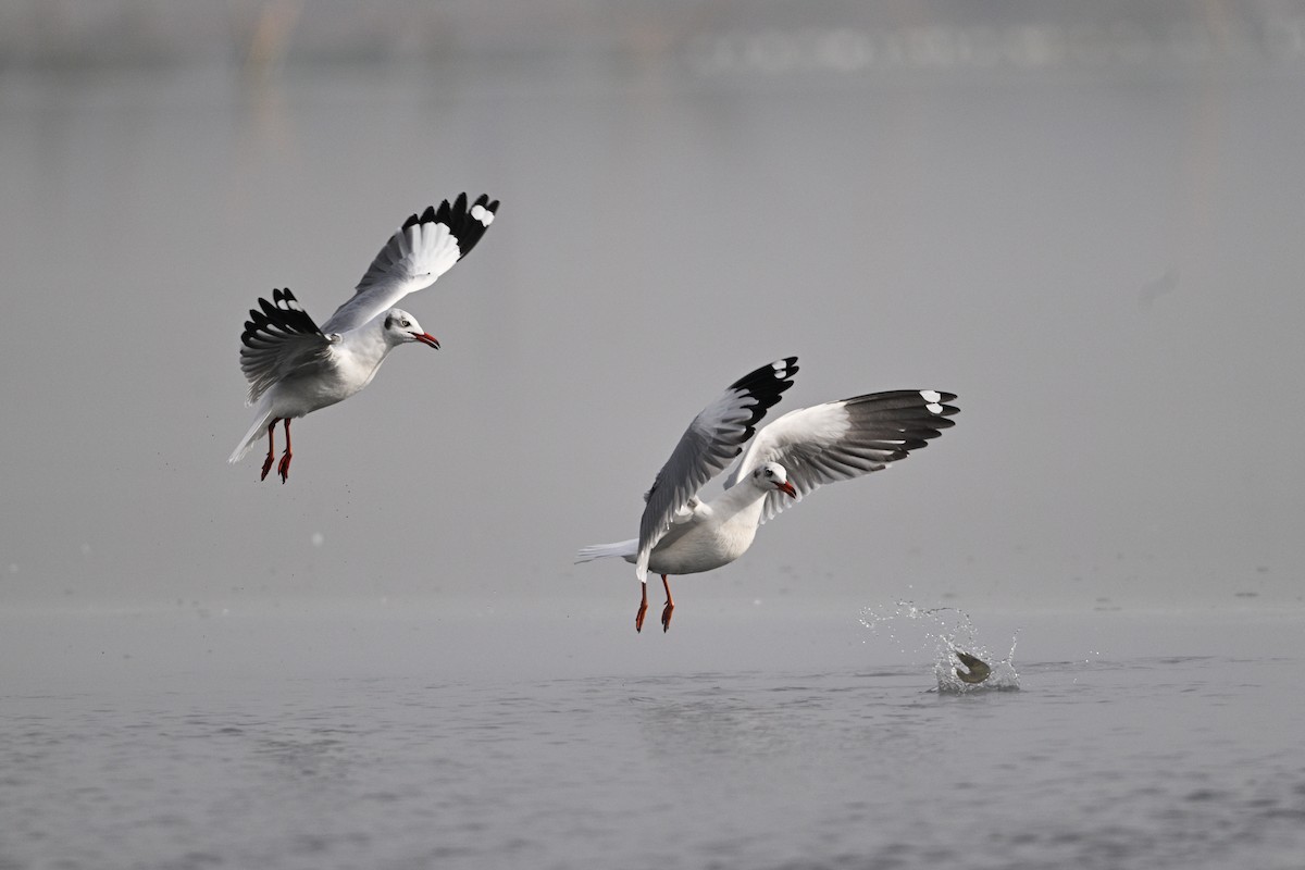 Brown-headed Gull - ML630532983
