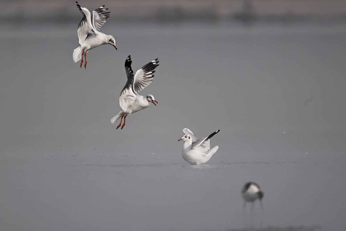 Brown-headed Gull - ML630532984