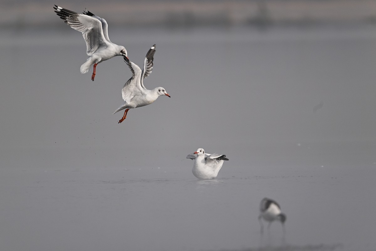 Brown-headed Gull - ML630532985