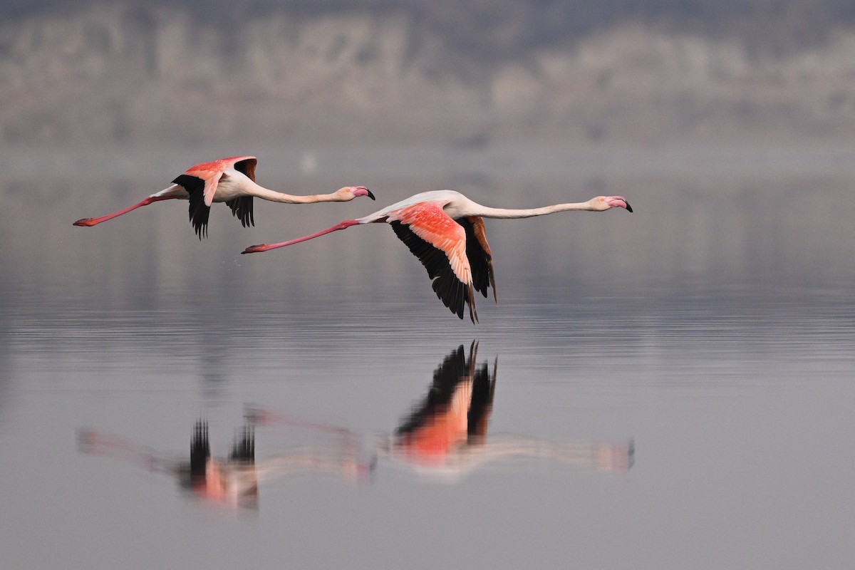 Greater Flamingo - ML630532996