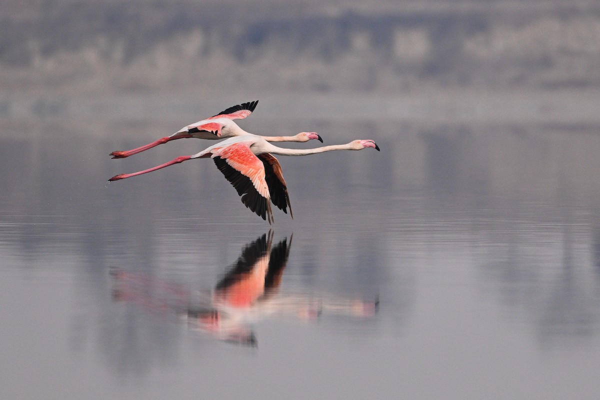 Greater Flamingo - ML630532997