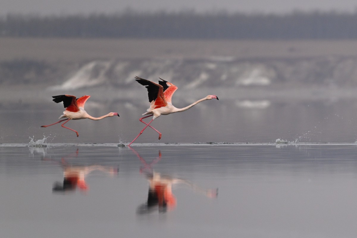 Greater Flamingo - ML630533003