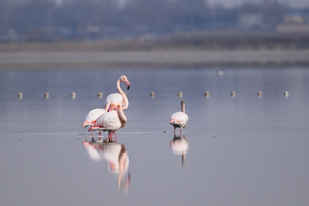 Greater Flamingo - ML630533004