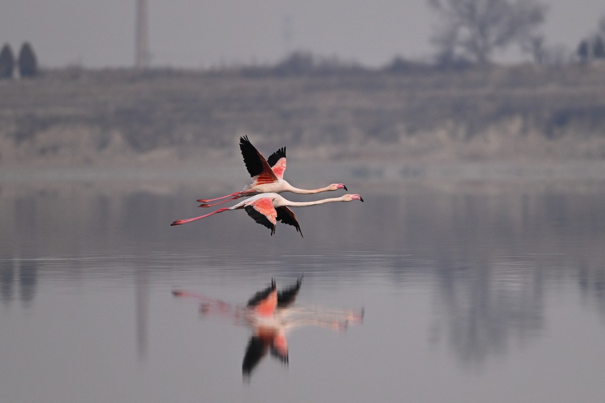 Greater Flamingo - ML630533005