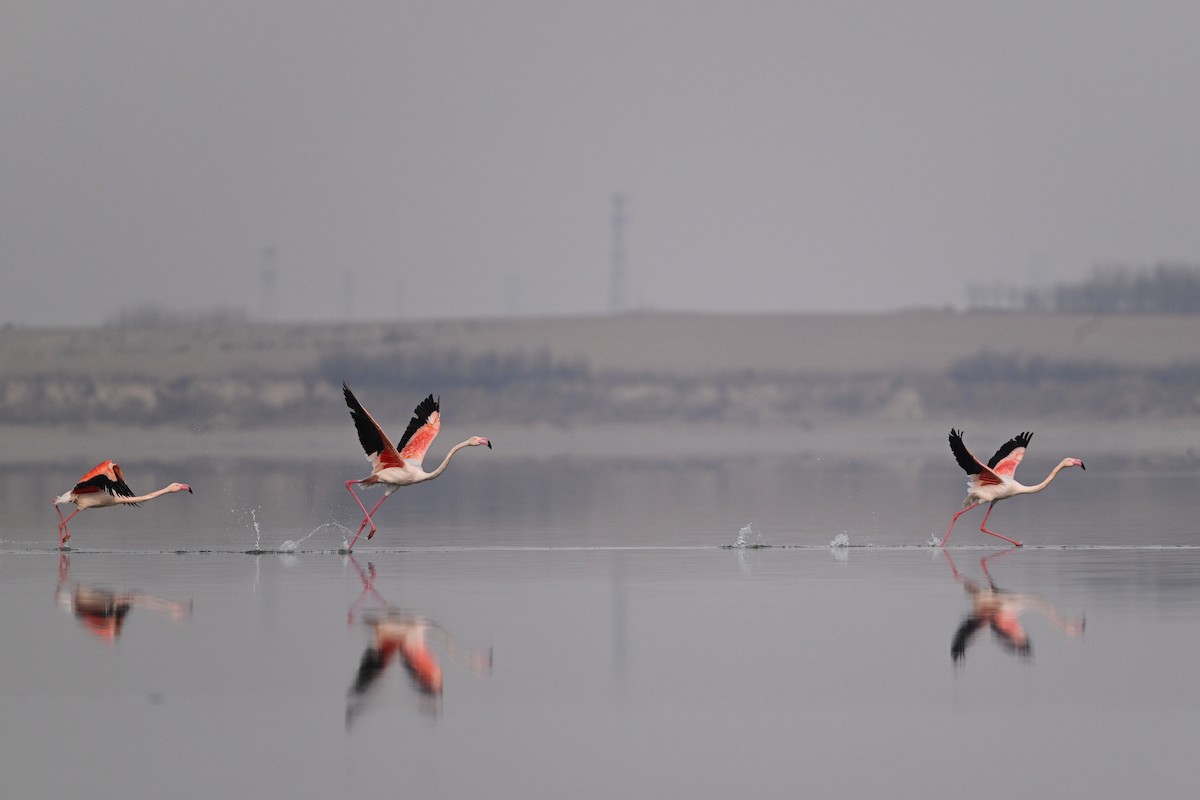 Greater Flamingo - ML630533006