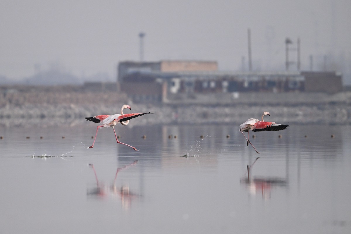 Greater Flamingo - ML630533007