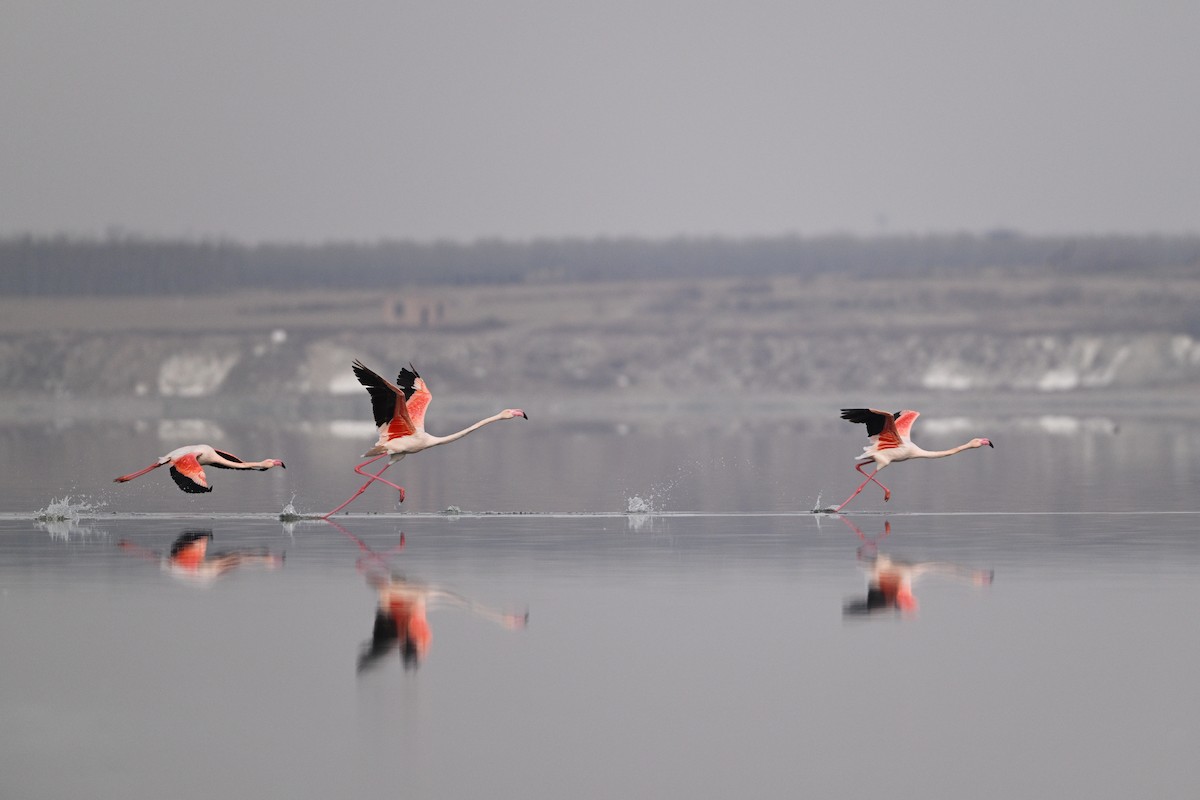 Greater Flamingo - ML630533008
