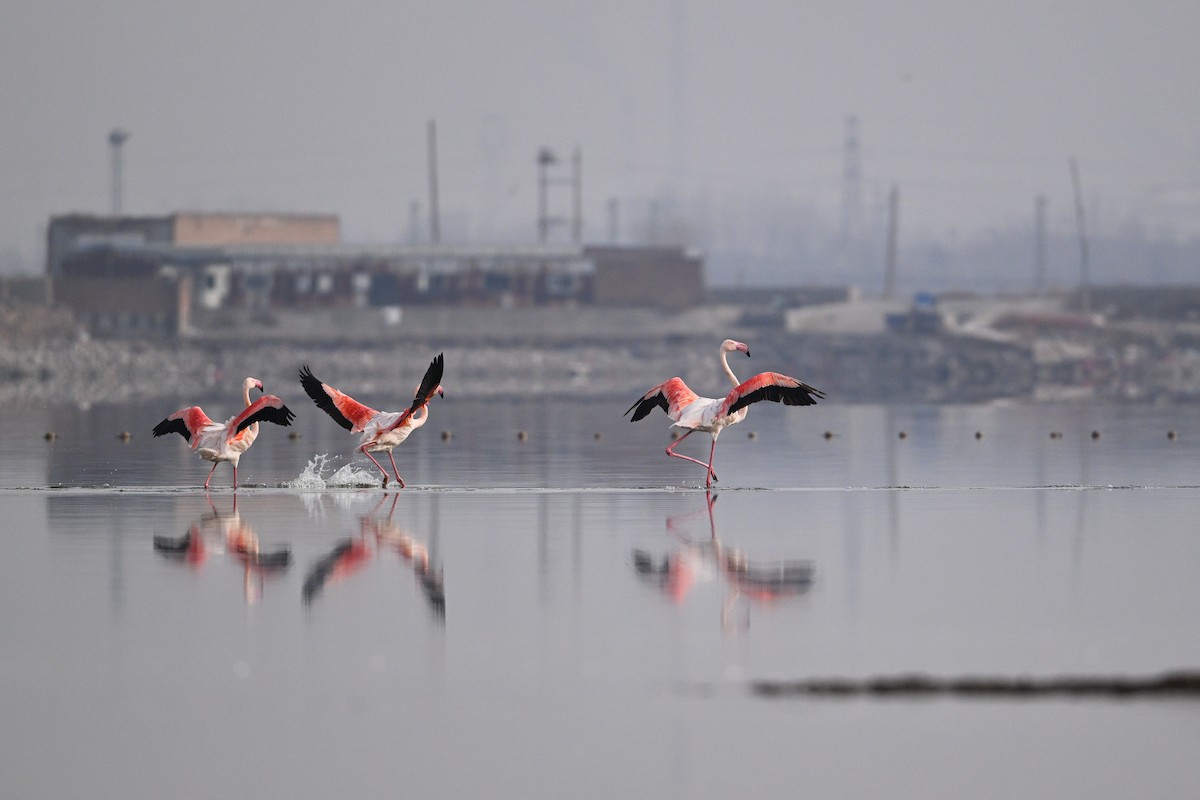 Greater Flamingo - ML630533009