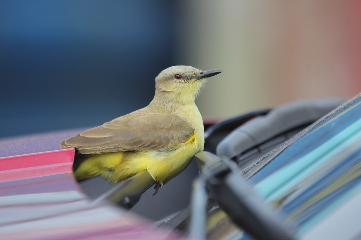 Cattle Tyrant - ML630533024