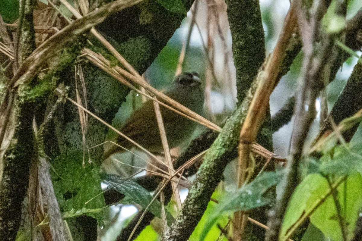 Cerquero Dorsiverde - ML630533098