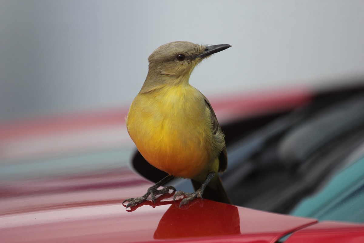 Cattle Tyrant - ML630533104