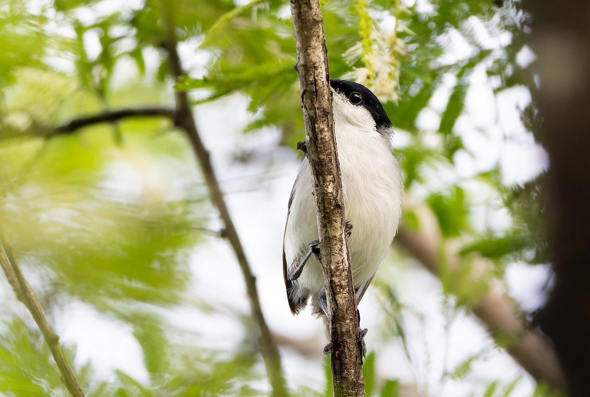 Tropical Gnatcatcher (plumbiceps/anteocularis) - ML630533151