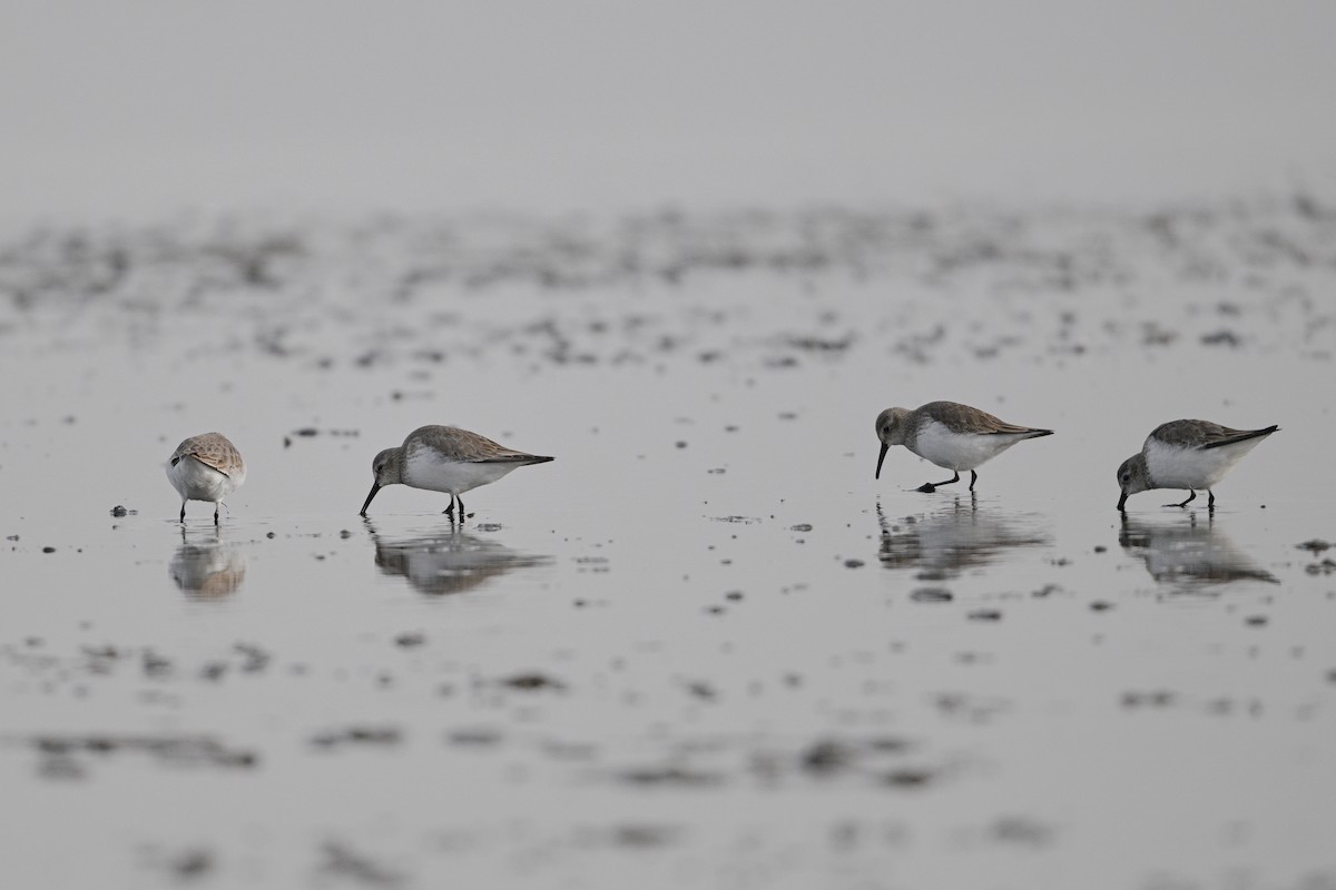 Dunlin - ML630533155