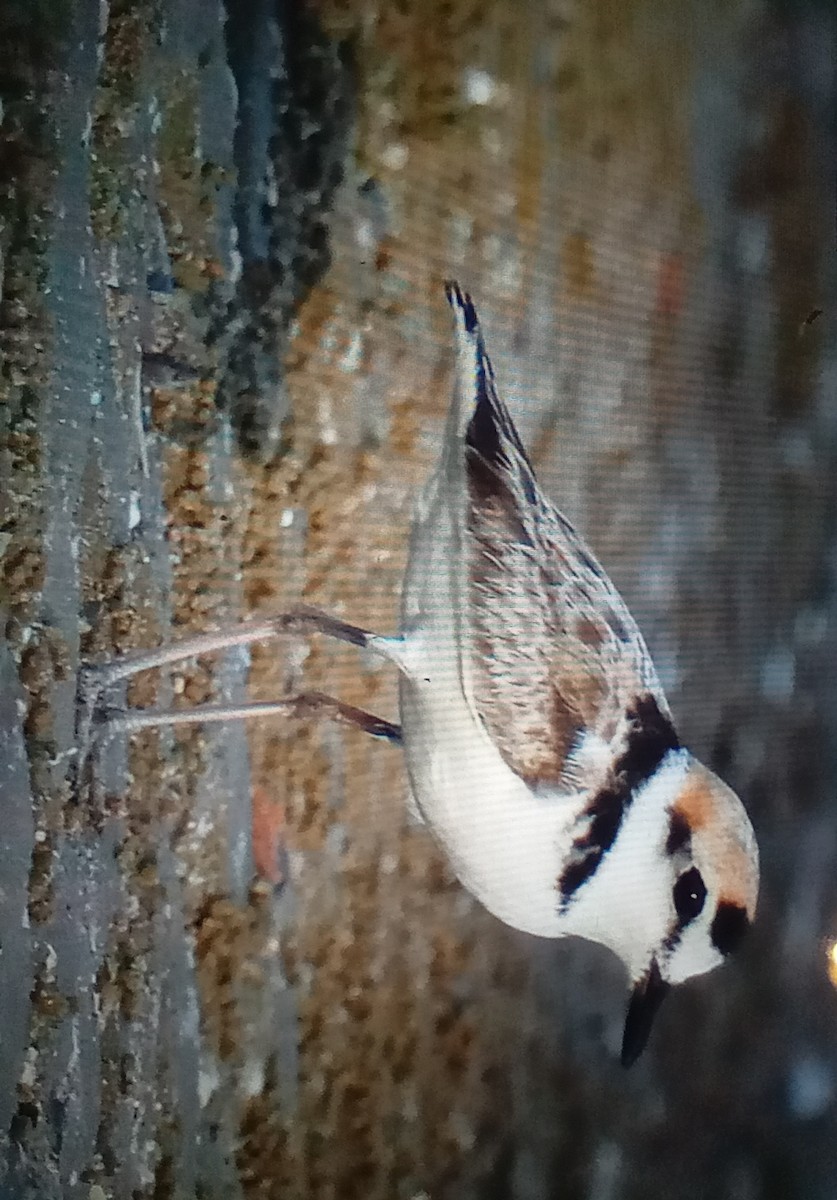 Malaysian Plover - ML630533407