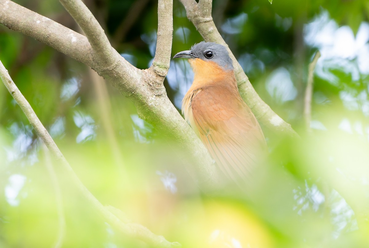 Gray-capped Cuckoo - ML630533412