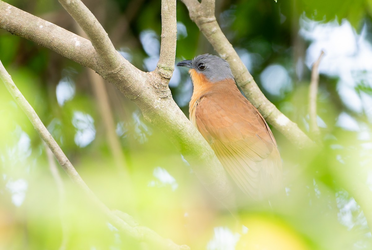 Gray-capped Cuckoo - ML630533413