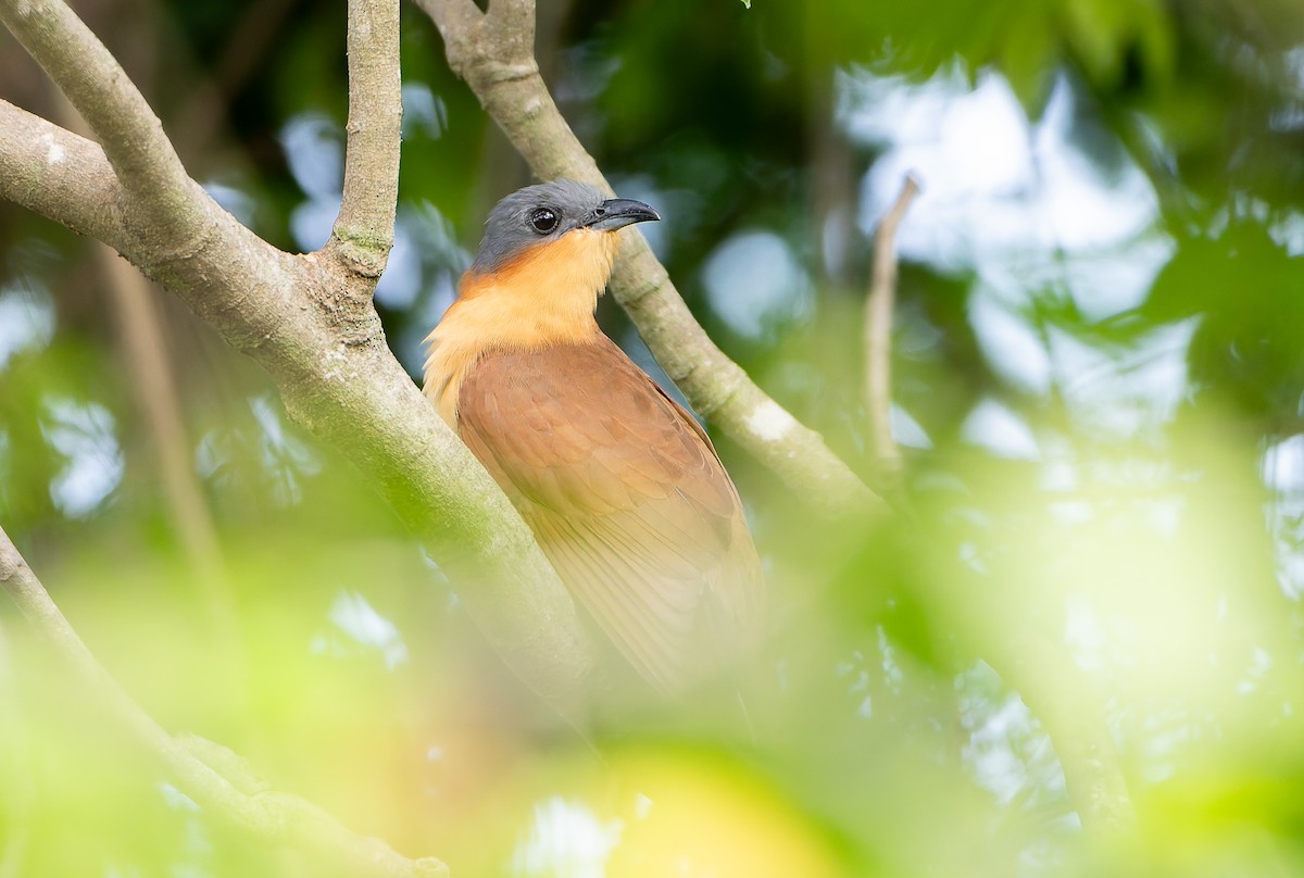 Gray-capped Cuckoo - ML630533415
