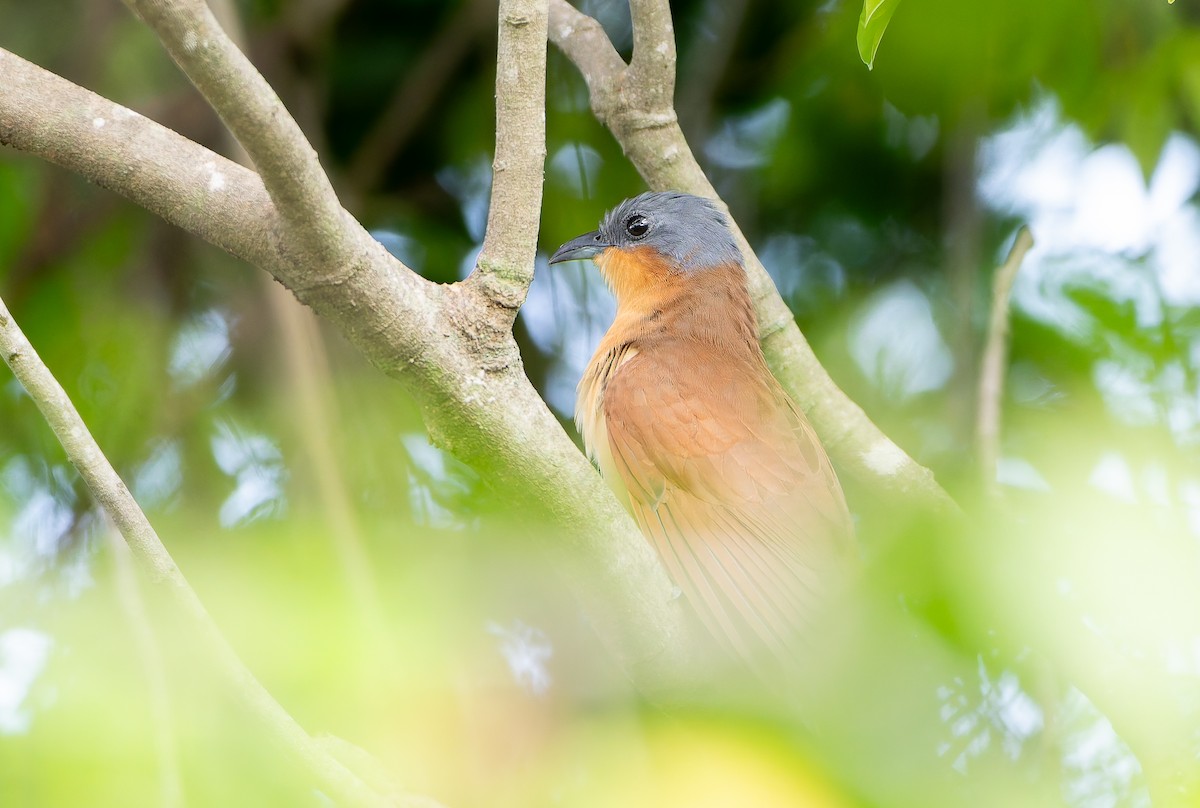 Gray-capped Cuckoo - ML630533417