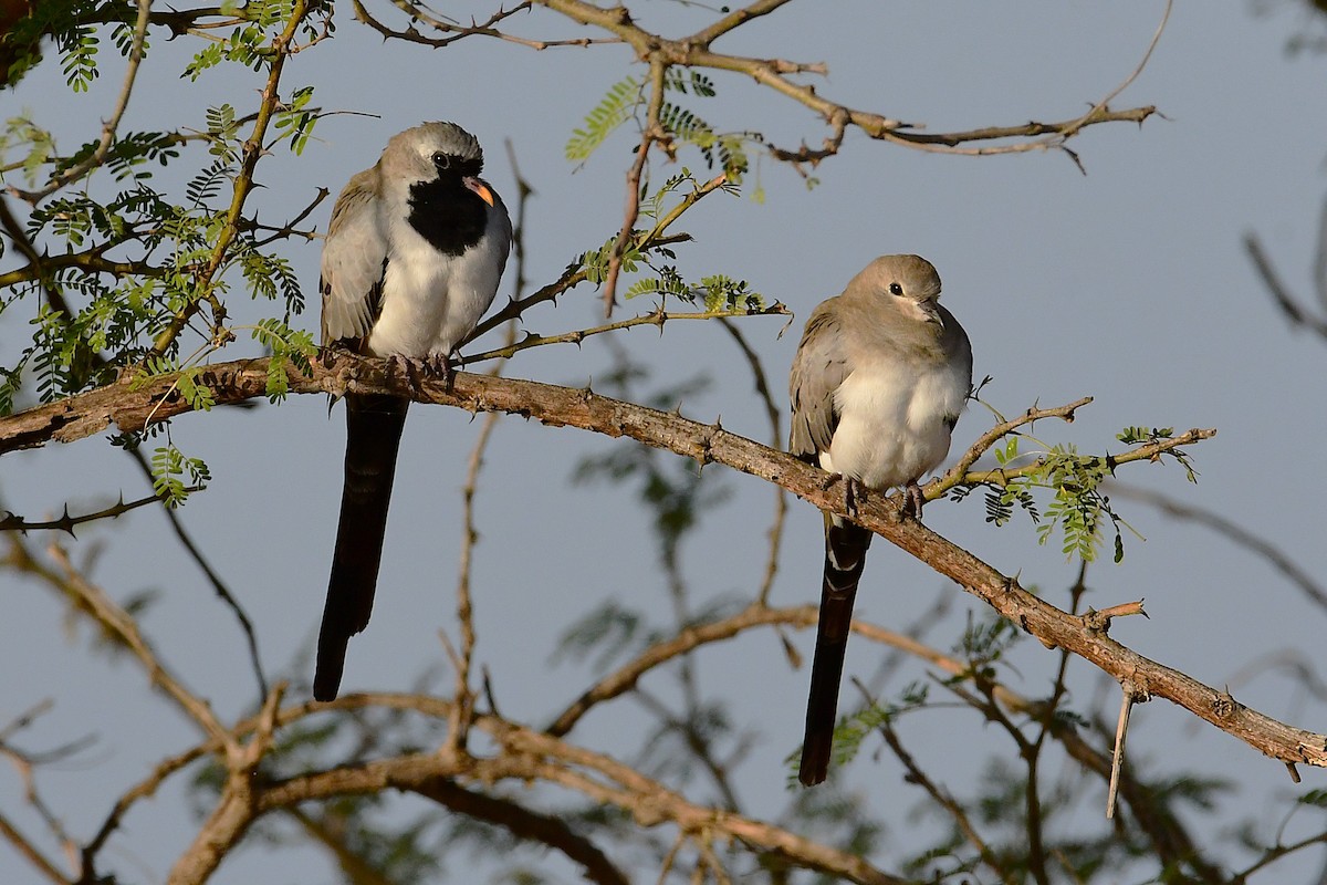 Namaqua Dove - ML630533609