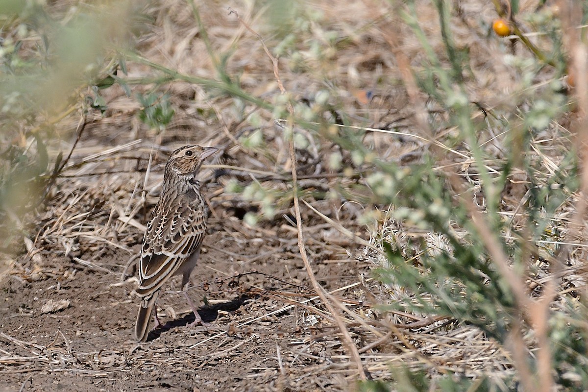 Singing Bushlark (Singing) - ML630533614