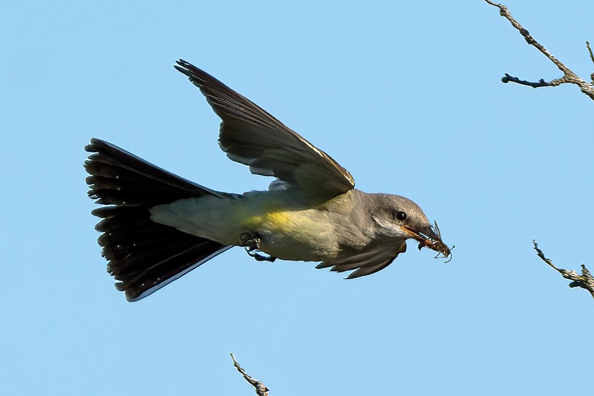 Western Kingbird - ML630533755