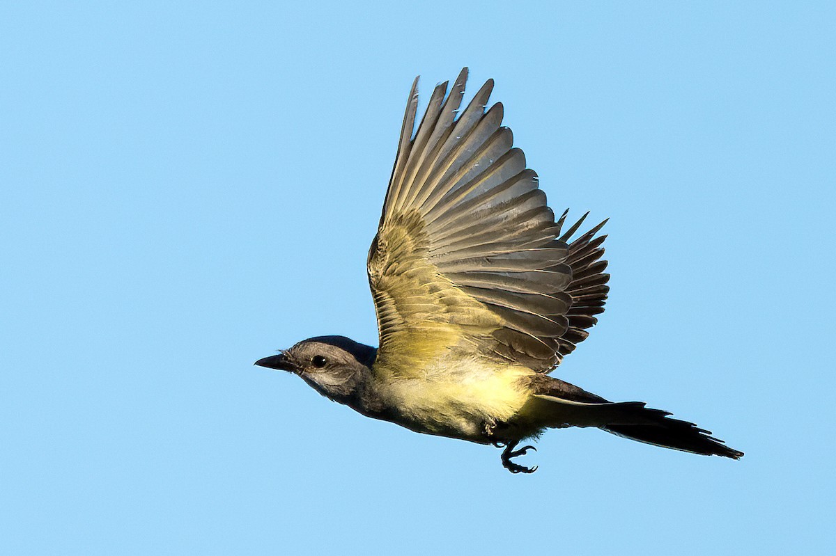 Western Kingbird - ML630533756