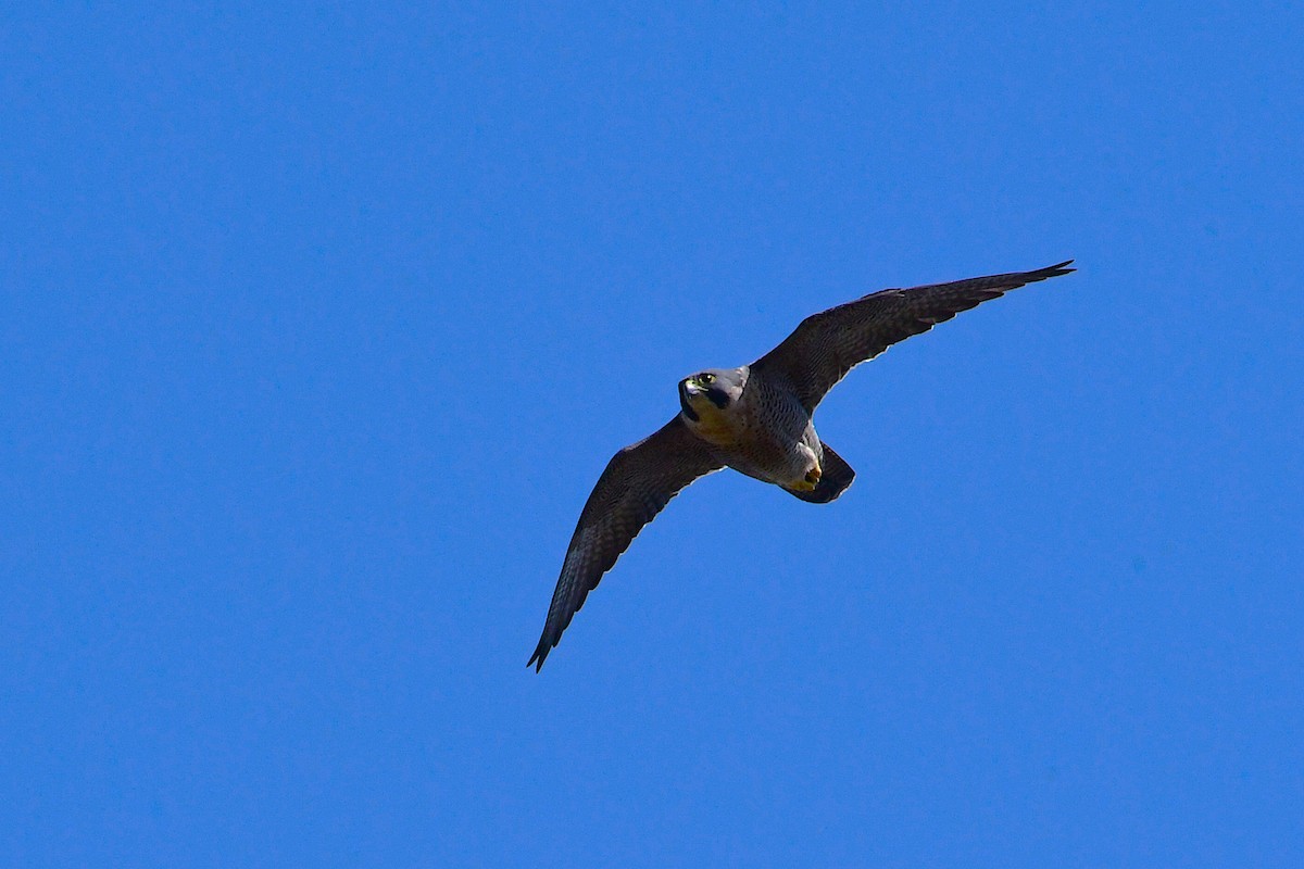 Peregrine Falcon (African) - ML630533868